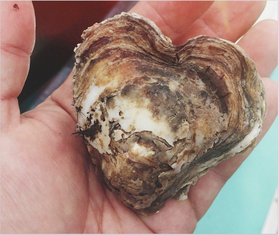 OYSTER_HEART