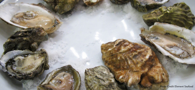 Varieties of oysters on a plate