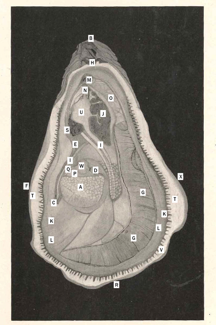 Oyster Anatomy Sketch