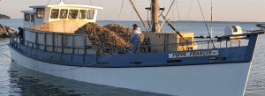 White and blue boat loaded with oysters