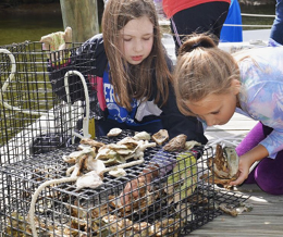 Marylanders Grow Oysters