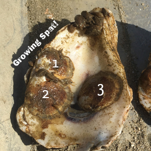 Three spat - or baby oysters - growing on oyster shell