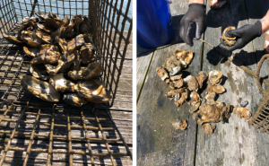 Oyster shells with spat attached