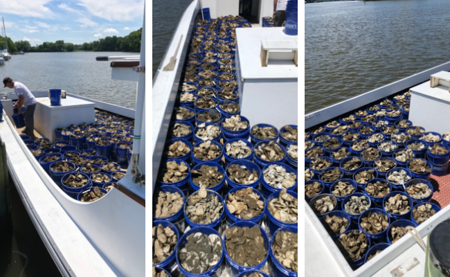 waterman boat full of oysters