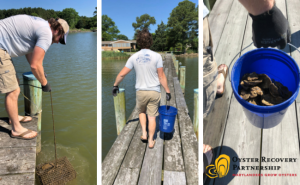 Volunteer collects oysters from below dock