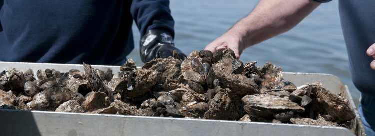 oysters on table reef monitoring