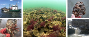 Oyster planting; oysters underwater; boat