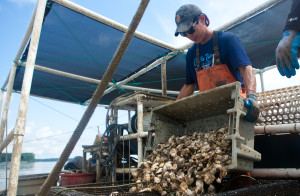 orchard point oyster farm photo by sophie mac @smacphoto