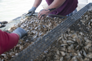 Oysters grown in cages - aquaculture