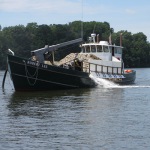 Boat planting oysters on Severn River in Annapolis, MD
