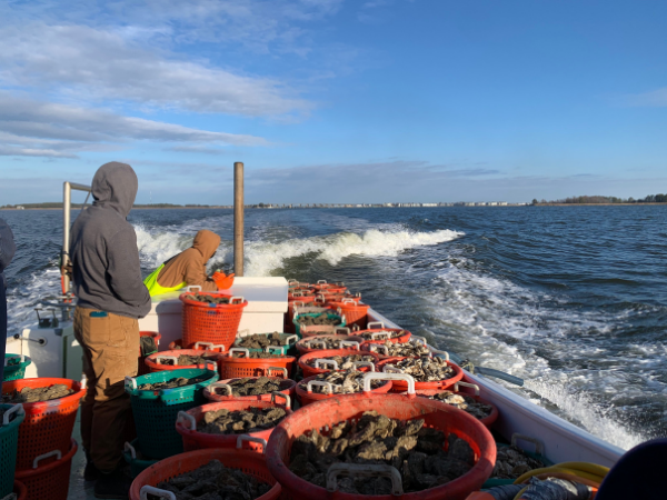 ORP Supports Round 2 of SOAR Plantings in the Chesapeake Bay