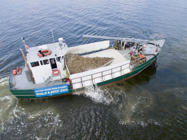 Operation Build-a-Reef: Severn River sets goal to plant 20 million oysters in 2021