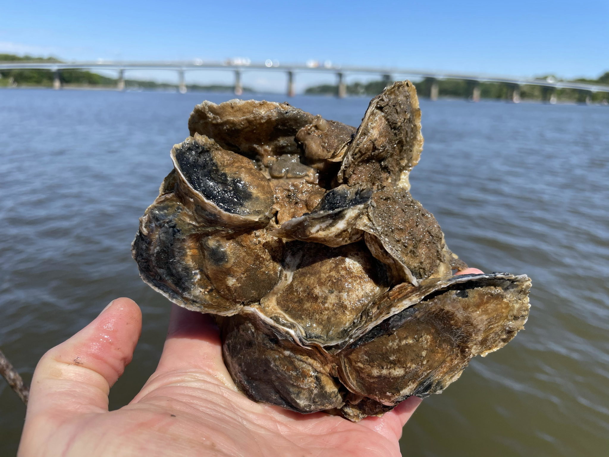 Oyster Recovery Partnershippress Release Build A Reef 2021 Oyster Recovery Partnership 