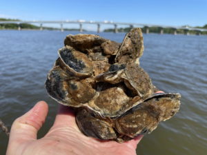 Oysters planted as part of Operation Build-a-Reef in 2020 - sampled from Wade || reef on May 15, 2021