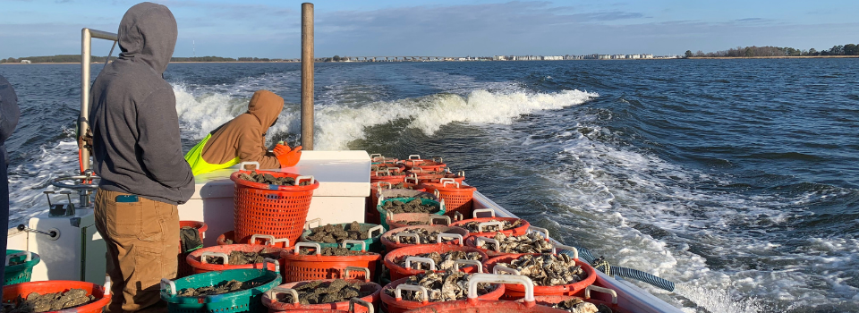 Rear view of a boat full of farm-raised oysters destined for sanctuary planting as the result of the Supporting Oyster Aquaculture and Restoration (SOAR) program.