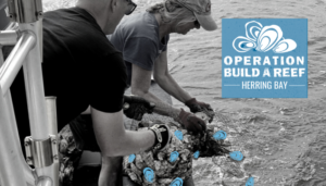 Operation Build-a-Reef: Herring Bay