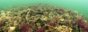 Underwater view of a healthy oyster reef