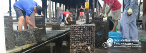 Volunteers scrubbing cages full of oysters on dock