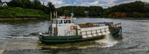 Boat planting oysters in the Severn River