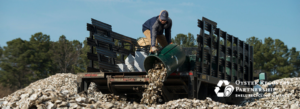 Man dumping oyster shells off back of truck into large pile of shells