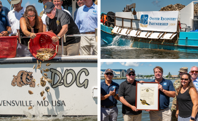 Oysters are deployed overbord by Gov Hogan marking 10 billionth planted in Chesapeake Bay