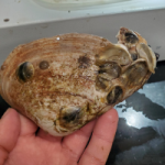 Clam shell with oyster spat