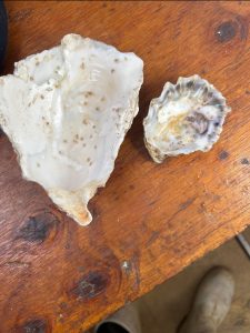 Gigas and Virginica shell with oyster spat