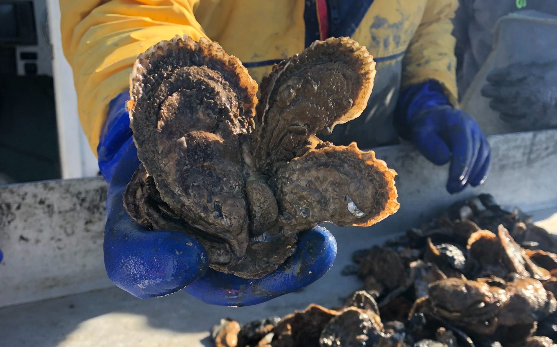 Hand holding oyster clump