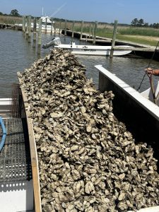 Wild seed oysters being offloaded off of harvest boats at the dock in Virginia